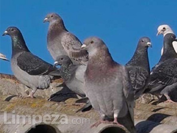 Controle de pombos