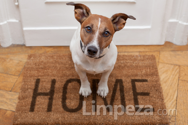 Como manter a limpeza em casa com animais de estimação