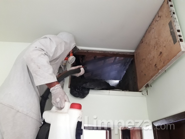 Limpeza de sótão infestado por morcegos