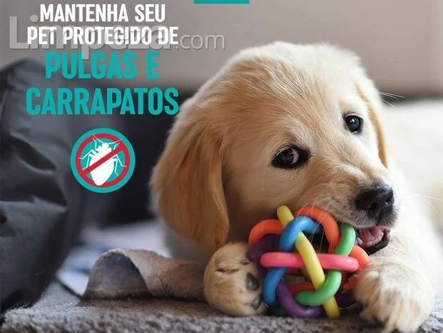 Desparatização de animais