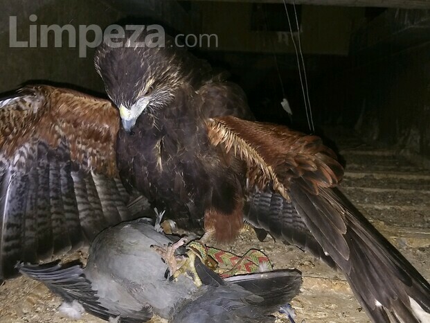 Captura de pombos em  forro