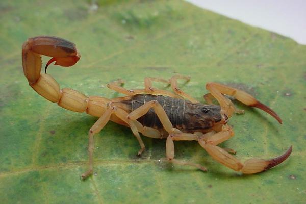 São 15 escorpiões em 4 meses, cor amarelo, dos pequenos (filhotes) aos grandes